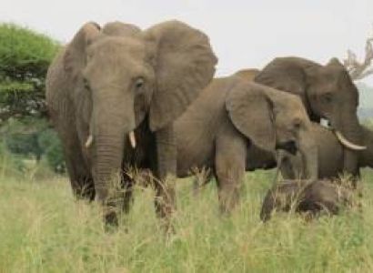 10 nights 11 Days Serengeti Special - 5* Accommodations