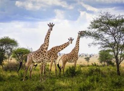 10 nights 11 Days Serengeti Special - 5* Accommodations