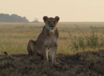 10 NIGHTS 11 DAYS SERENGETI SPECIAL 4* ACCOMMODATIONS
