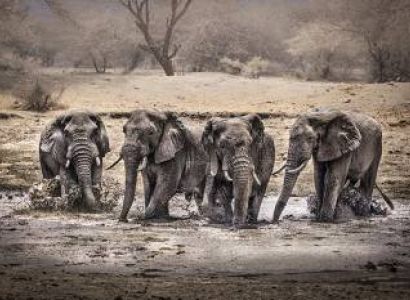 10 NIGHTS 11 DAYS SERENGETI SPECIAL 4* ACCOMMODATIONS