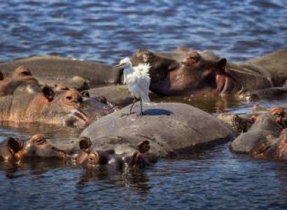 10 NIGHTS 11 DAYS SERENGETI SPECIAL 4* ACCOMMODATIONS