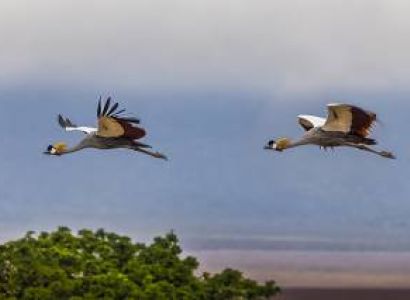 10 NIGHTS 11 DAYS SERENGETI SPECIAL 4* ACCOMMODATIONS