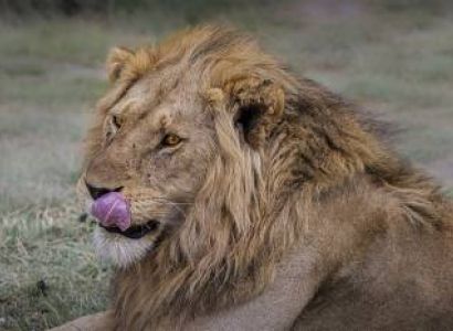 10 NIGHTS 11 DAYS SERENGETI SPECIAL 4* ACCOMMODATIONS