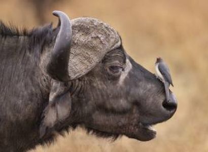 10 NIGHTS 11 DAYS SERENGETI SPECIAL 4* ACCOMMODATIONS