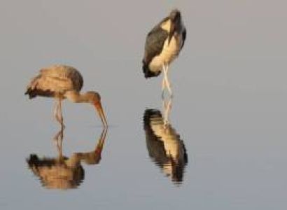 10 NIGHTS 11 DAYS SERENGETI SPECIAL 4* ACCOMMODATIONS