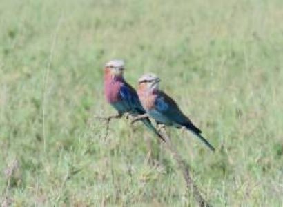 11 Nights 12 Days - River Crossing & Zanzibar