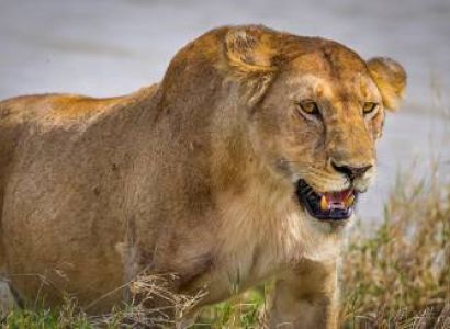 11 Nights 12 Days - River Crossing & Zanzibar