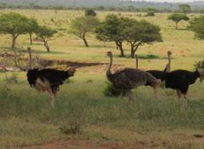 11 Nights 12 Days - River Crossing & Zanzibar