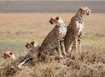 Combination Of Tanzania Safari - Beach 10 Nights - 11 Days Tour