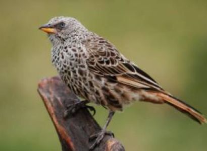 Endemic Bird Watching Tanzania Best Tours