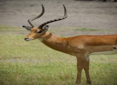 5 Days Northern Tanzania - Ngorongoro - Serengeti Tout