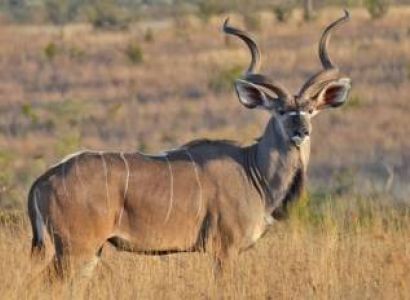 6 Days Kenya Only - Amboseli - Lake Nakuru And Masai Mara Tour