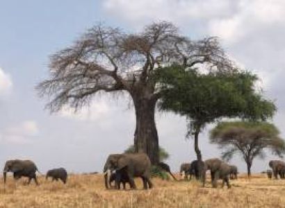 5 Days Northern Tanzania - Ngorongoro - Serengeti Tout