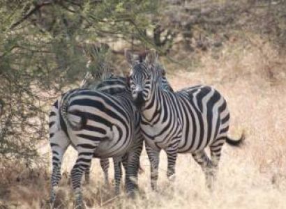 11 Nights 12 Days Kenya And Northern Tanzania Tour