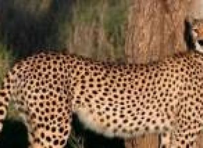 2 Days Tanzania Safari