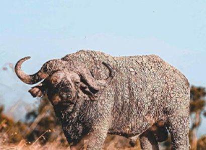 Days Tanzania Safari – Big Five Adventure