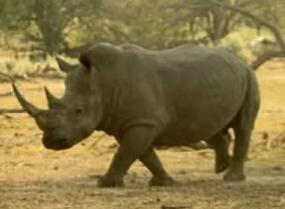 Ngorongoro Tour Packages