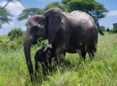 Ngorongoro Tour Packages