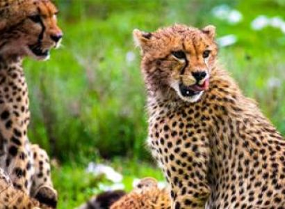 Days Tanzania Safari – Big Five Adventure