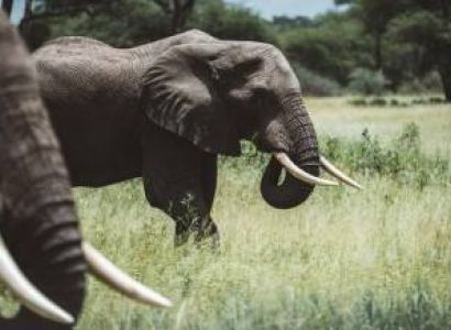 Days Tanzania Safari – Big Five Adventure