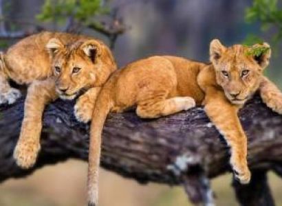 The ultimate 5 Days Tanzania Safari