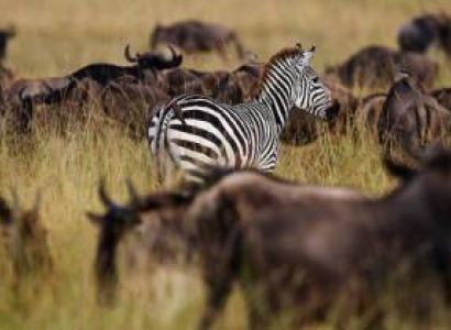 The ultimate 5 Days Tanzania Safari