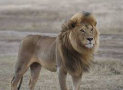 The ultimate 5 Days Tanzania Safari