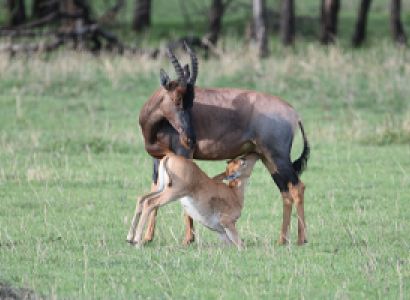 The ultimate 5 Days Tanzania Safari