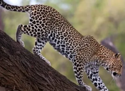 2 Days Tanzania Safari Tour