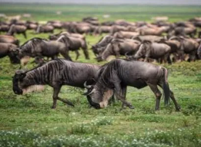 4 Days Tanzania Safari Tour