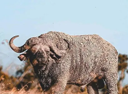 5 Days Tanzania Safari Tour