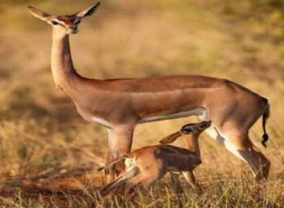 6 Days Tanzania Safari Tour