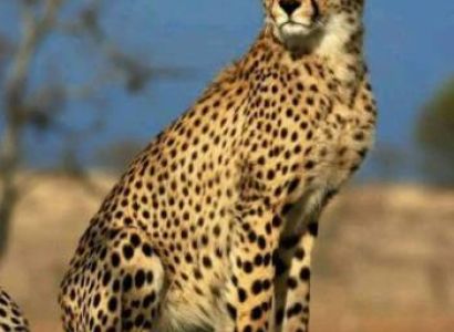 7 Days Tanzania Safari Tour