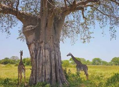 Ngorongoro Tour Packages