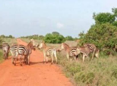 4 Days 3 Nights Tanzania Budget Camping Safari To Serengeti And Ngorongoro