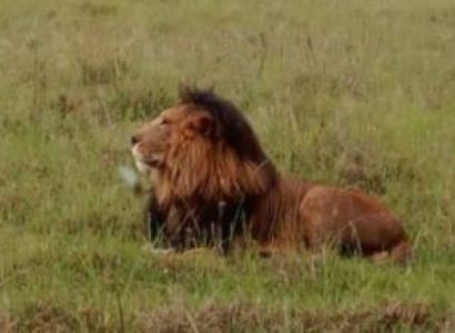 4D 3N Masai Mara And Lake Nakuru National Park Group Joining Budget Safari