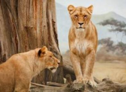 2 Days Maasai Mara Road Safari Tour From Nairobi