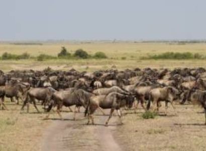 4 Days Masai Mara And Lake Nakuru Kenya Safari Tour