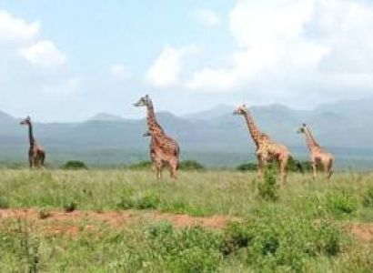 Nairobi Kenya Safaris 5D Aberdares - Mount Kenya - Lake Nakuru And Maasai Mara Tour