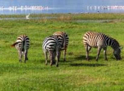 4 Days Masai Mara And Lake Nakuru Kenya Safari Package