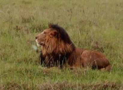 5 Days Lake Nakuru - Lake Naivasha And Masai Mara Kenya Safari Tour