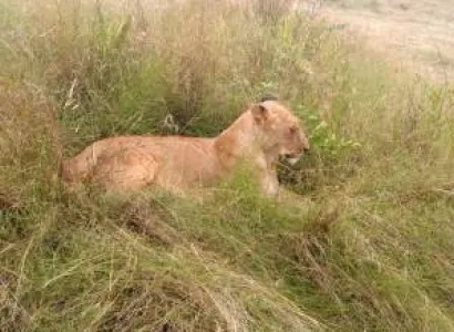 7 Days Masai Mara - Lake Nakuru And Samburu Safari Tour From Nairobi