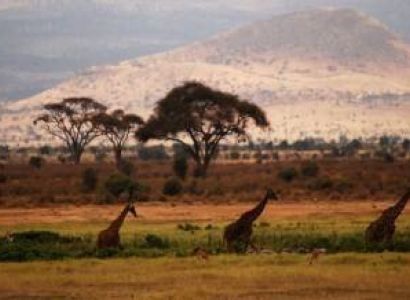 2 Days 1 Night African Wildlife Safari To Kenya’s Amboseli National Park Tour