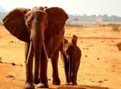 4D Mombasa Safari To Tsavo West - Amboseli And Tsavo East - Wildlife Watching Safari In Kenya