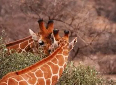 2 Days Tsavo East Africa Wildlife Safari Tour From Mombasa