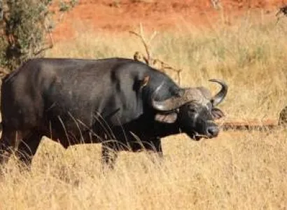 2 Days Tsavo East And West Safari - Mombasa - Tsavo Safaris