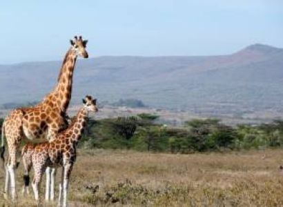 7 Days Masai Mara - Lake Nakuru - Amboseli And Tsavo West Safari Tour