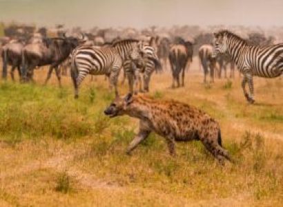 7 Days Nuru Prestine Safari Tour