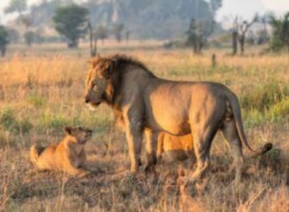 10 Days Gorilla Trek And Big 5 Safari Tour