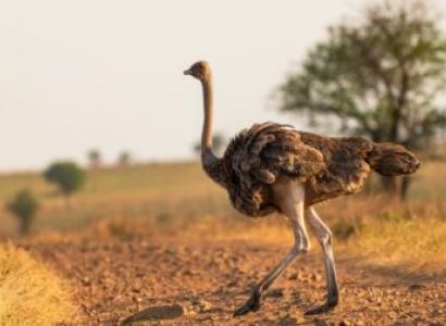 10 Days Nuru Grand Safari Tour